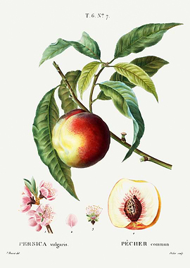 Traite Arbres 1819 HQ Orig