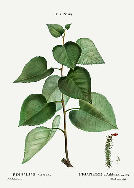 Traite Arbres 1819 HQ Orig