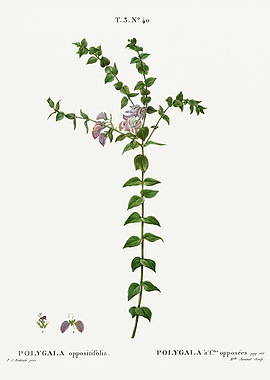 Traite Arbres 1819 HQ Orig