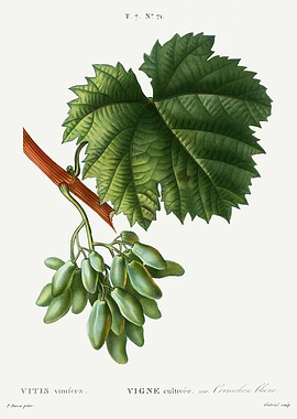 Traite Arbres 1819 HQ Orig