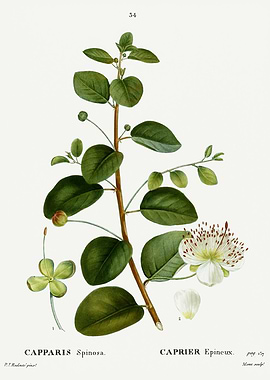 Traite Arbres 1819 HQ Orig