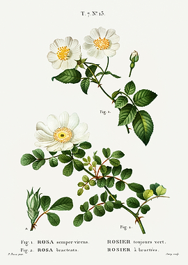 Traite Arbres 1819 HQ Orig