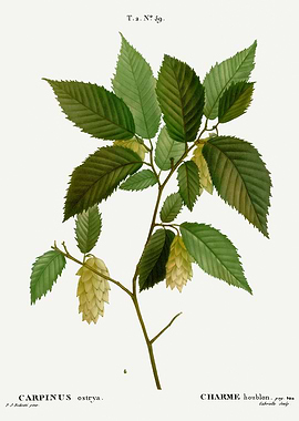 Traite Arbres 1819 HQ Orig