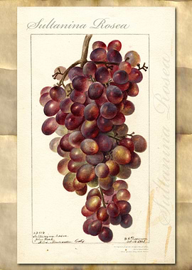 Sultanea grapes watercolor