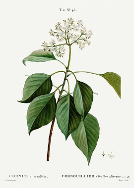 Traite Arbres 1819 HQ Orig