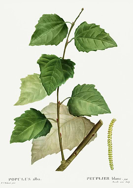 Traite Arbres 1819 HQ Orig