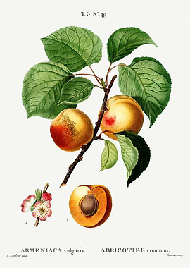 Traite Arbres 1819 HQ Orig