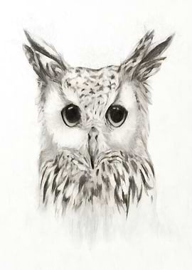 Owl 002