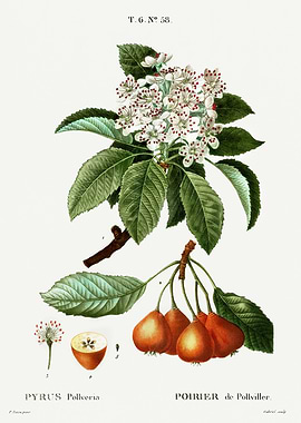 Traite Arbres 1819 HQ Orig