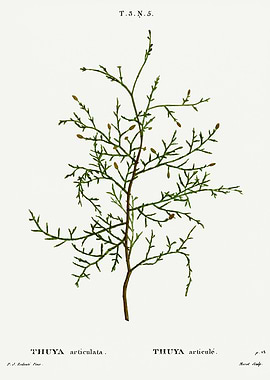 Traite Arbres 1819 HQ Orig