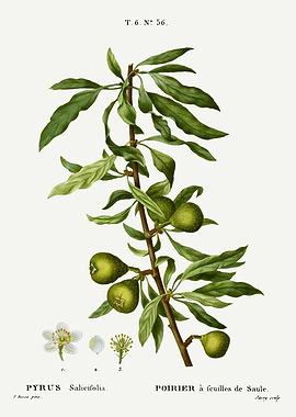 Traite Arbres 1819 HQ Orig