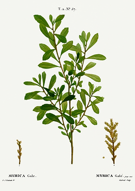 Traite Arbres 1819 HQ Orig