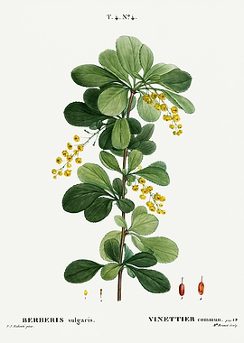 Traite Arbres 1819 HQ Orig