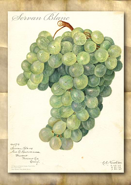 Vintage grapes watercolor