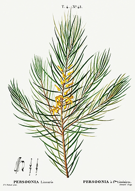 Traite Arbres 1819 HQ Orig