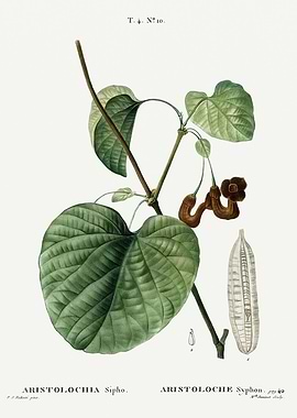 Traite Arbres 1819 HQ Orig