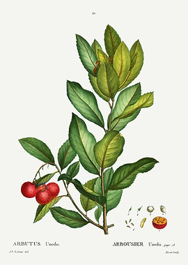 Traite Arbres 1819 HQ Orig