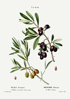 Traite Arbres 1819 HQ Orig