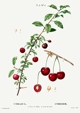 Traite Arbres 1819 HQ Orig