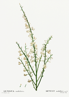 Traite Arbres 1819 HQ Orig