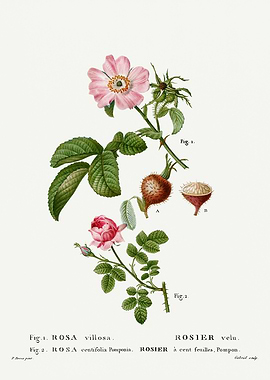 Traite Arbres 1819 HQ Orig