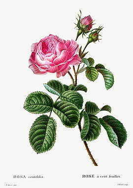 Traite Arbres 1819 HQ Orig