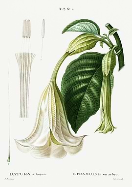 Traite Arbres 1819 HQ Orig