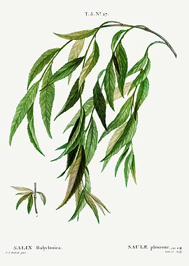 Traite Arbres 1819 HQ Orig