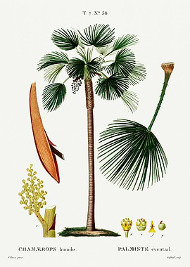 Traite Arbres 1819 HQ Orig