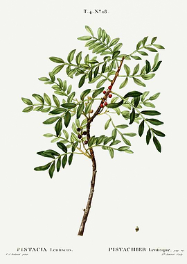 Traite Arbres 1819 HQ Orig