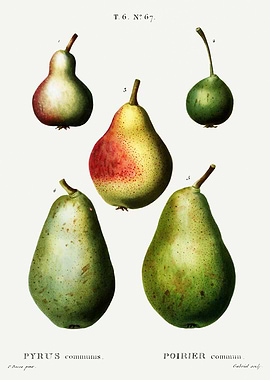 Traite Arbres 1819 HQ Orig