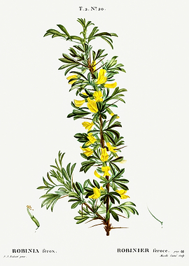 Traite Arbres 1819 HQ Orig