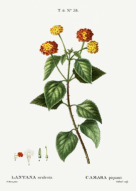 Traite Arbres 1819 HQ Orig