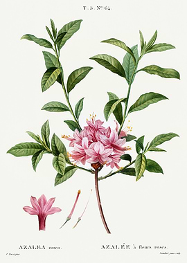 Traite Arbres 1819 HQ Orig