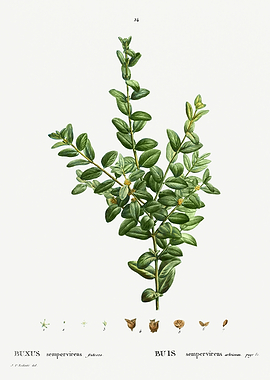 Traite Arbres 1819 HQ Orig