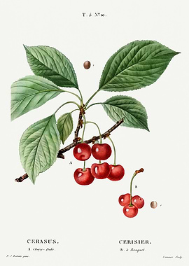 Traite Arbres 1819 HQ Orig