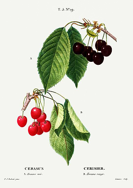 Traite Arbres 1819 HQ Orig