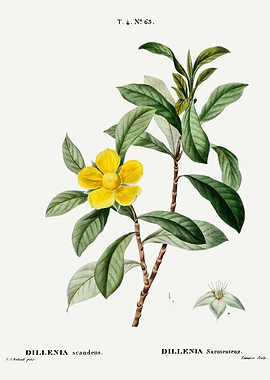 Traite Arbres 1819 HQ Orig