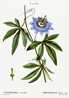 Traite Arbres 1819 HQ Orig