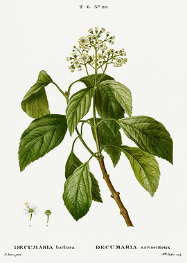 Traite Arbres 1819 HQ Orig