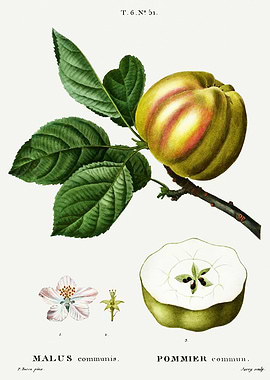 Traite Arbres 1819 HQ Orig