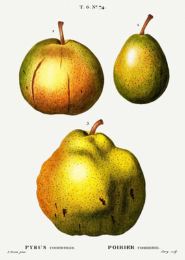 Traite Arbres 1819 HQ Orig