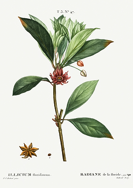 Traite Arbres 1819 HQ Orig