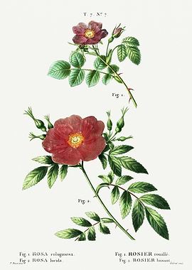 Traite Arbres 1819 HQ Orig