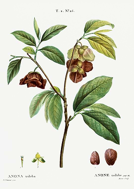 Traite Arbres 1819 HQ Orig