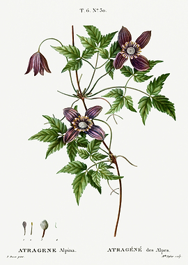 Traite Arbres 1819 HQ Orig