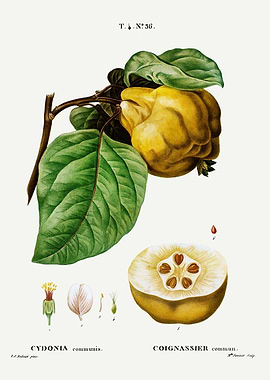 Traite Arbres 1819 HQ Orig