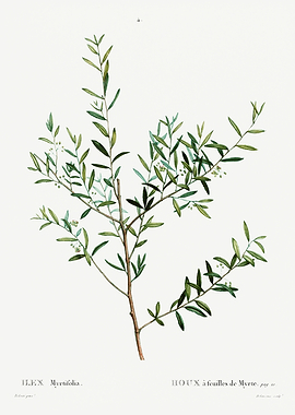 Traite Arbres 1819 HQ Orig