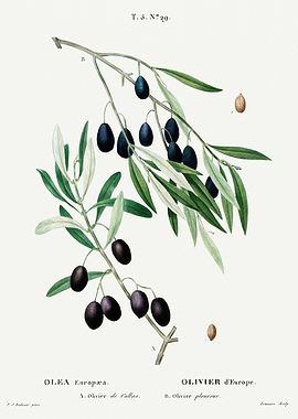 Traite Arbres 1819 HQ Orig