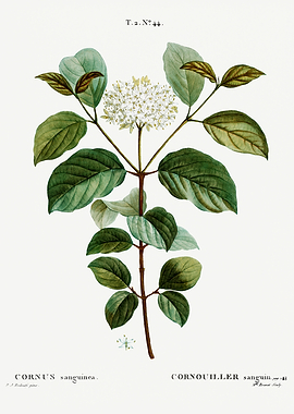 Traite Arbres 1819 HQ Orig